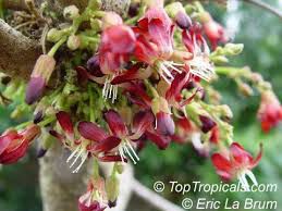 iba - plant_690d4829899509.67242887