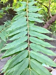 iba - plant_690d483c84ea51.05710036