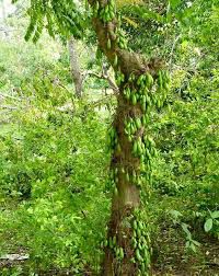 iba - plant_690d48458f8531.59373897