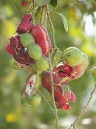 Kamatsili - plant_690d48f9717735.15121863