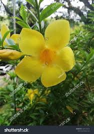 Kampanilya - plant_690d49f3b3abb8.84287875