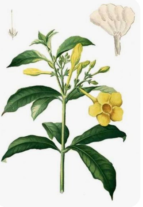 Kampanilya - plant_690d4a181874a1.16348536