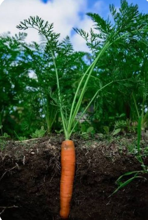 Karot - plant_690d50f3d0f880.32097879