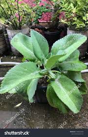 hiliko - plant_690d5239e9eba0.80564363