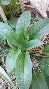 Komprey - plant_690d55b0687237.72456270