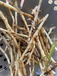 Kugon - plant_690d56f5c64100.20266080