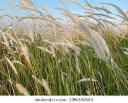 Kugon - plant_690d5709489dc2.43443134