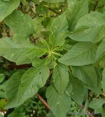 Kulitis - plant_690d57e92b8c73.07531706