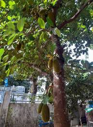 Langka - plant_690d5ba6bf0de1.46040048