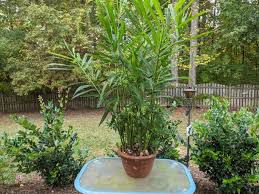 Luya - plant_690d5c875ed717.32976370