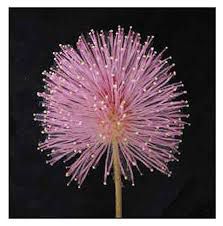 Makahiya - plant_690d5f966c6ac4.50468989