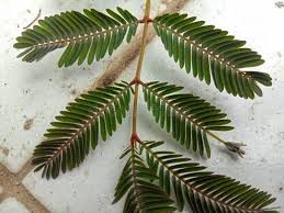 Makahiya - plant_690d5faa95e236.03292672