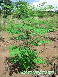 Malunggay - plant_690d60f3394789.99659986