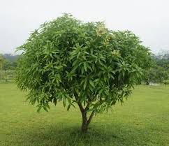 Mangga - plant_690d61e1f3ff34.33050973
