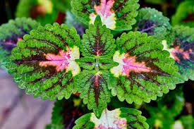 Lapunaya - plant_690d65a724d814.50765606