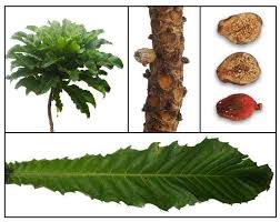 Niyog-niyogan - plant_690d66df5d6f64.99561333