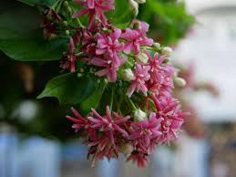 Niyog-niyogan - plant_690d66ead51f50.32446320