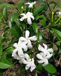 Pandakaki-puti - plant_690d6936a29b50.87348613