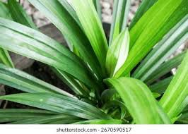 Pandan - plant_690d6a947e8916.30191181