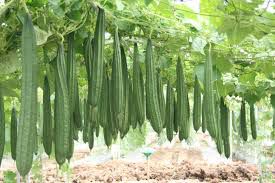 Patola - plant_690d6da01e0183.68945217