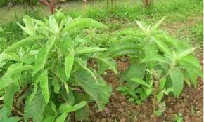 Sambong - plant_690d735c2cb944.26656773