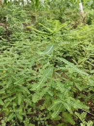 Sampalok - plant_690dbc5d893a89.35883710