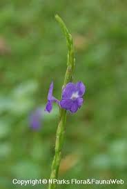 Sentimento - plant_690dc0cbebd2b9.29404515