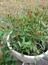 Katumbay - plant_690dc336190ee6.53139728