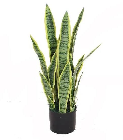 Snake Plant