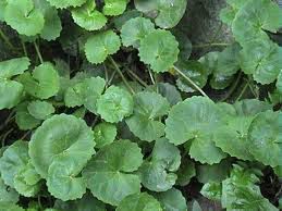 Takip-kohol - plant_690dc79e6f82b8.01001431