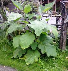 Tayong - plant_690dc82acdc8a8.15599260