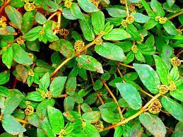 Tawa-tawa, - plant_690dca51ec8c89.38709835