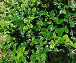 Tsaang Gubat - plant_690dcb44b3b783.14412993