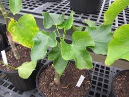 Tuba - plant_690dcce3564946.44704054