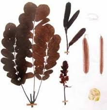 Palutchina - plant_69164a0707a3b8.09277431