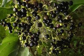 Argaw - plant_6916aa40e34733.16843086