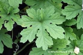 Margoso - plant_6916e66bb6ec16.07298284