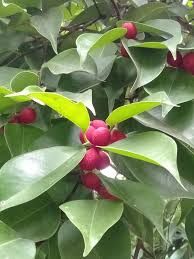 Balete - plant_6916e9316382e7.67159632