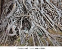 Balete - plant_6916e946cc6908.05574481