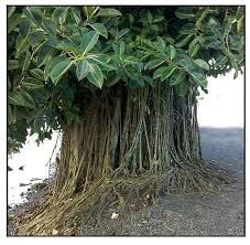 Balete - plant_6916e9593aa480.98537123