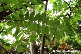 Balimbing - plant_6916ea7c41f551.27675589