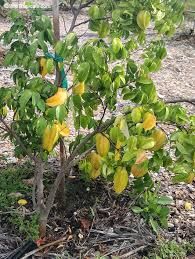 Balimbing - plant_6916ea87cd5760.55687109