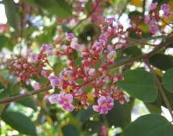 Balimbing - plant_6916ea923ee9c6.25069562