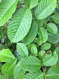 Banaba - plant_6916ec097d20c4.00503005