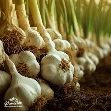 Bawang - plant_6916edeb470c20.68681391