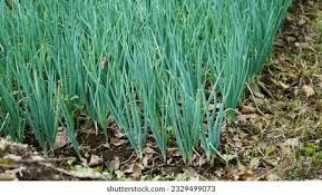 Bawang - plant_6916edfcc53bf3.44368419