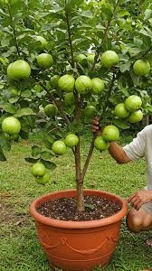 Bayabas - plant_6916eebfc6c6f0.75651699