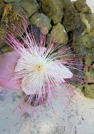 Bitoon - plant_6916efc7a97ba6.91963311