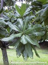 Bitoon - plant_6916efdfe9df31.84398153