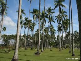 Niyog - plant_6916f117b40d28.76687609